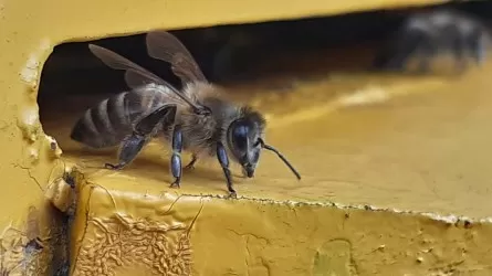 В Костанайской области просят выделить пастбища для пчел