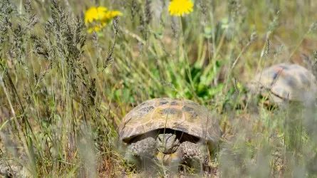 К чему может привести проблема незаконного оборота черепах в Казахстане?