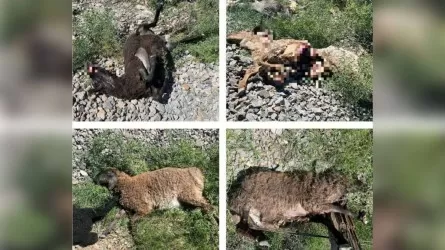 Стадо овец сбил поезд в Кызылординской области