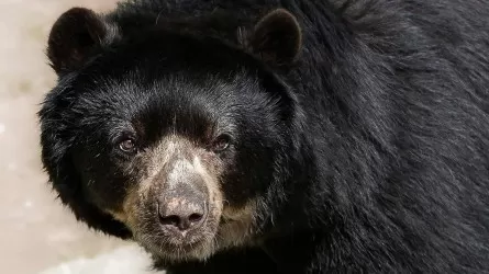 В Японии будут следить за медведями с помощью ИИ
